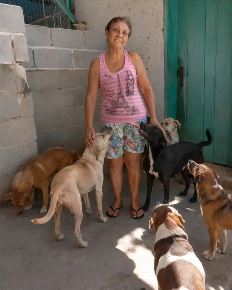 Rescued dogs at Rose's Shelter